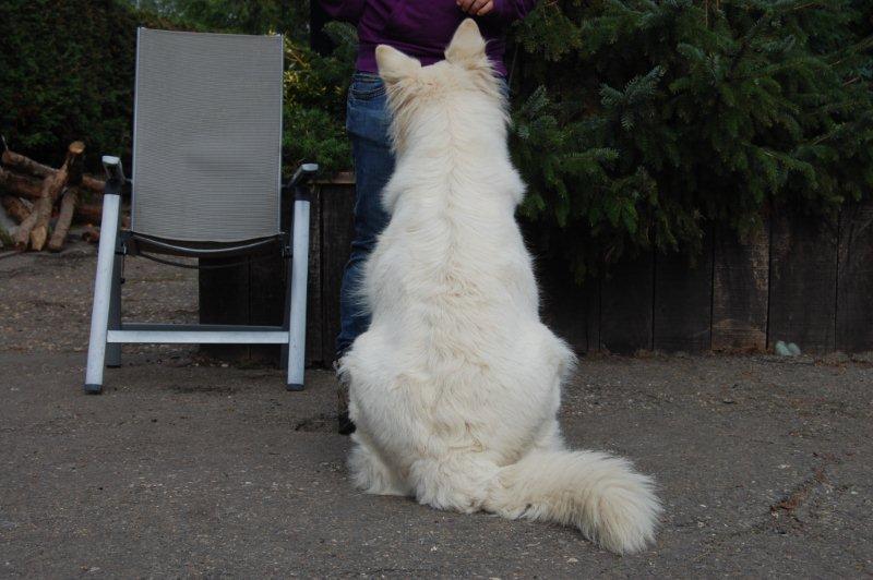 Fotos/NestWillow 2010/nest2010/dracht/DSC_0154[1].jpg